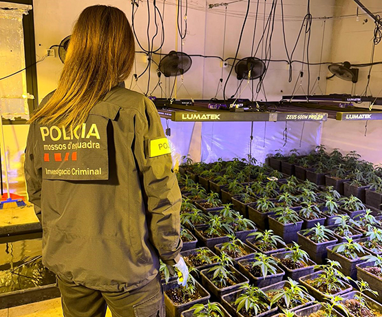 Els Mossos detenen tres homes i desmantellen una plantació de marihuana a Gelida