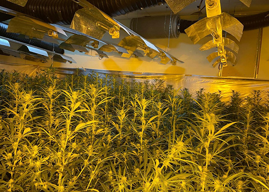 Investiguen la implicació d’alguns policies en plantacions de marihuana al Penedès i altres indrets
