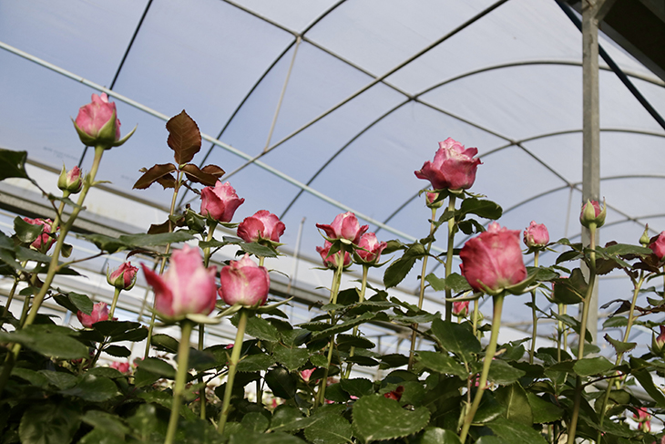 Les altes temperatures de l’hivern deixen la rosa del Maresme amb tiges més curtes i copes més petites per Sant Jordi