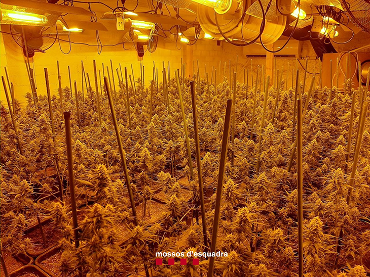 Detenen dos homes per cultivar 856 plantes de marihuana en una finca de la Torre de Claramunt