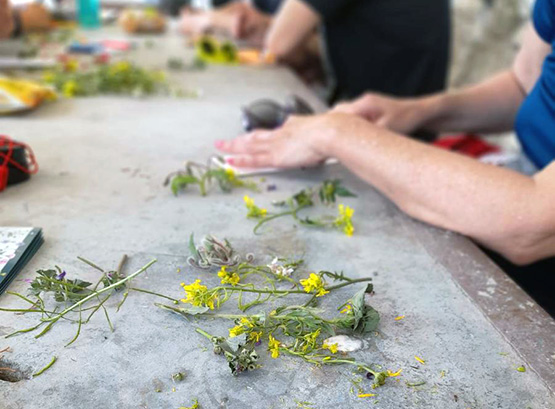 Avui tindrà lloc una nova activitat sobre les flors de Sant Pau