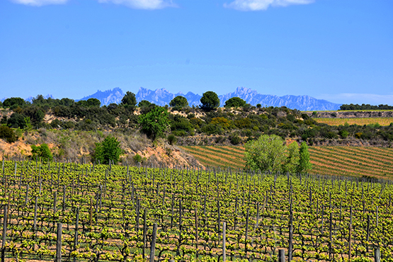 El Govern amplia el període d’exposició pública del Pla Territorial del Penedès