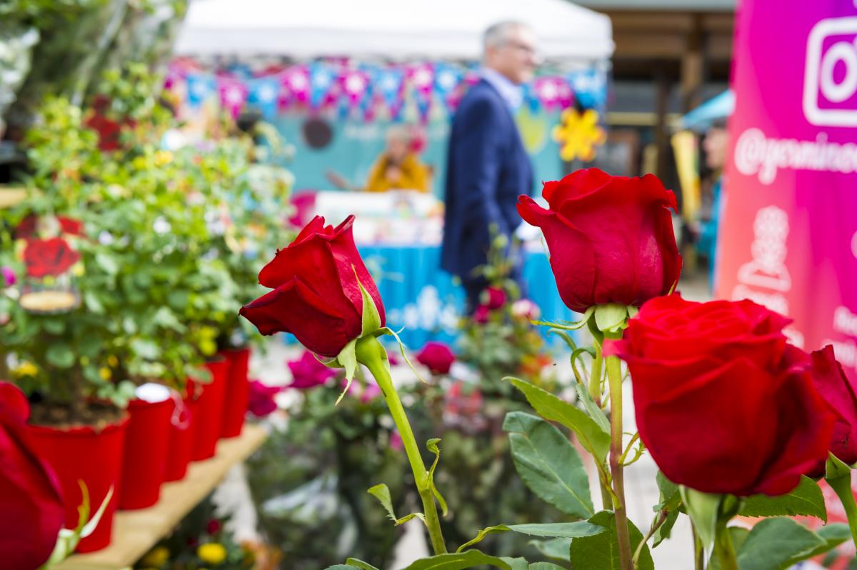L’Alt Penedès es prepara per viure una gran diada de Sant Jordi
