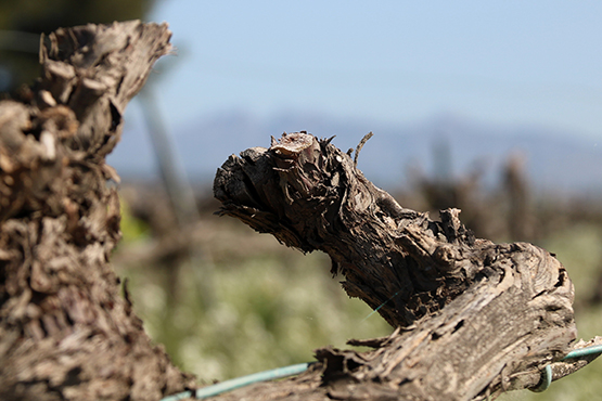 Pagesos i vinicultors constaten una “mortaldat important” a les vinyes del Penedès tot i les últimes pluges