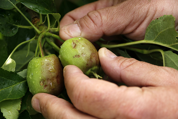 Una pedregada afecta cultius de fruita amb danys de fins al 50% en punts del Pla d’Urgell, les Garrigues i el Segrià