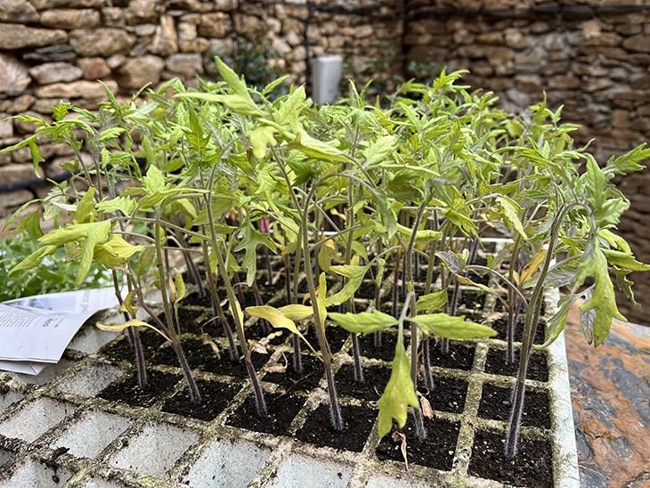 El projecte ‘Som d’Aquí’ localitza i preserva 70 varietats d’hortalisses, 380 de fruiters i 22 de vinya al Sobirà