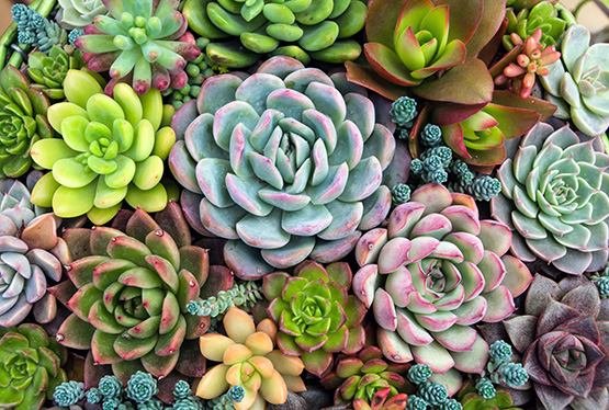 Avui es farà un taller familiar a l’hort de Cal Gallina per conèixer les plantes crasses o suculentes