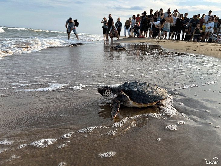 Alliberen 28 tortugues marines al delta de l’Ebre, nascudes l’estiu passat als nius d’aquest paratge