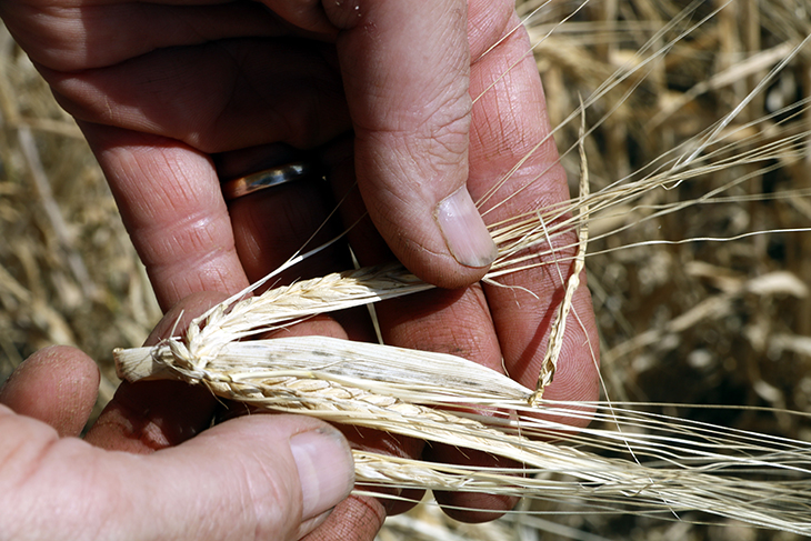 Catalunya preveu una collita irregular de cereals de poc més d’1,1 milions de tones, un 31% menys de la mitjana
