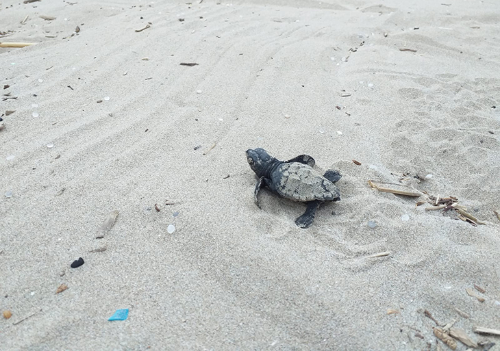 Impulsen la formació de voluntaris per preservar els nius de tortuga careta al Garraf i el Baix Penedès