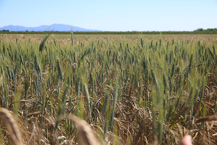 Els pagesos gironins preveuen una collita de cereal dolenta perquè les pluges han impedit segar quan tocava