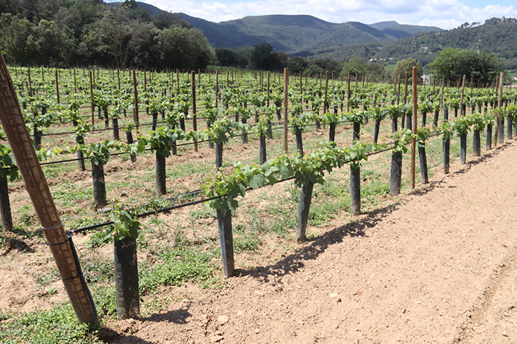 Recuperen una vinya al Pla de l’Estany on els romans van començar-ne el cultiu fa 2.000 anys