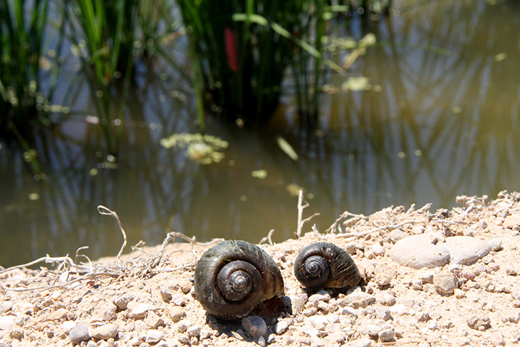 La presència del caragol maçana a l’hemidelta esquerre es triplica en un any i es descontrola a l’hemidelta dret