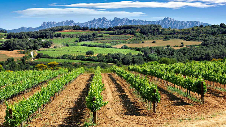 Unió de Pagesos demana tractar “de manera urgent” els pins afectats per la pedregada a l’Anoia, l’Alt Penedès i el Bages