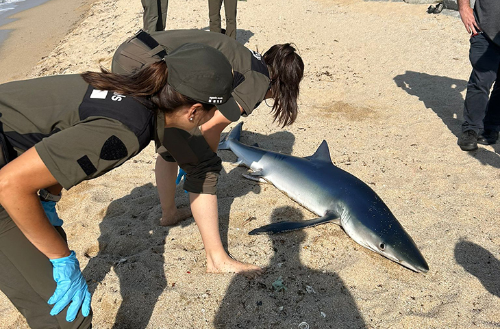 Troben un tauró embarrancat a la platja d’Ocata del Masnou