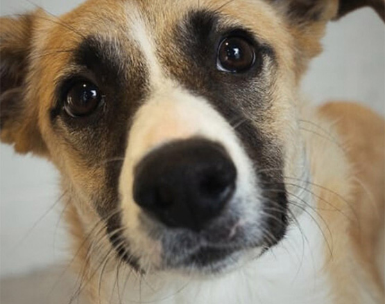 Nova campanya del CAAD Penedès per evitar l’abandonament d’animals i promoure la seva adopció