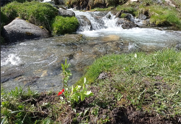 El Parc Natural de l’Alt Pirineu replanta una espècie de salzes en perill d’extinció per evitar que s’extingeixi