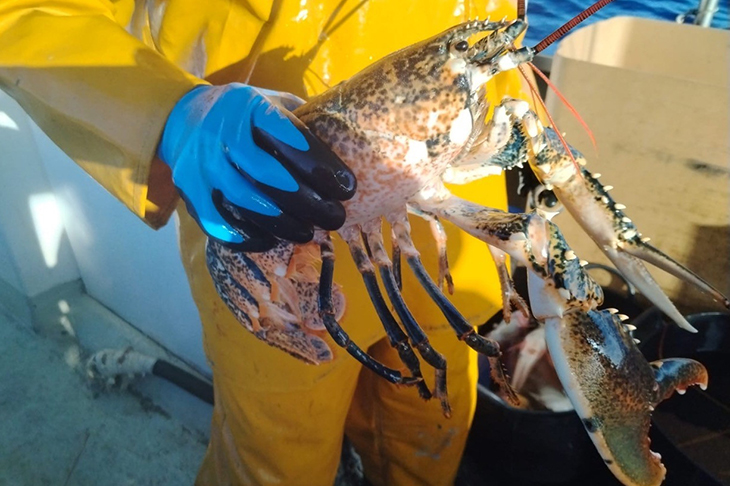 Els pescadors gironins engeguen la campanya del llamàntol després d’una veda de deu mesos