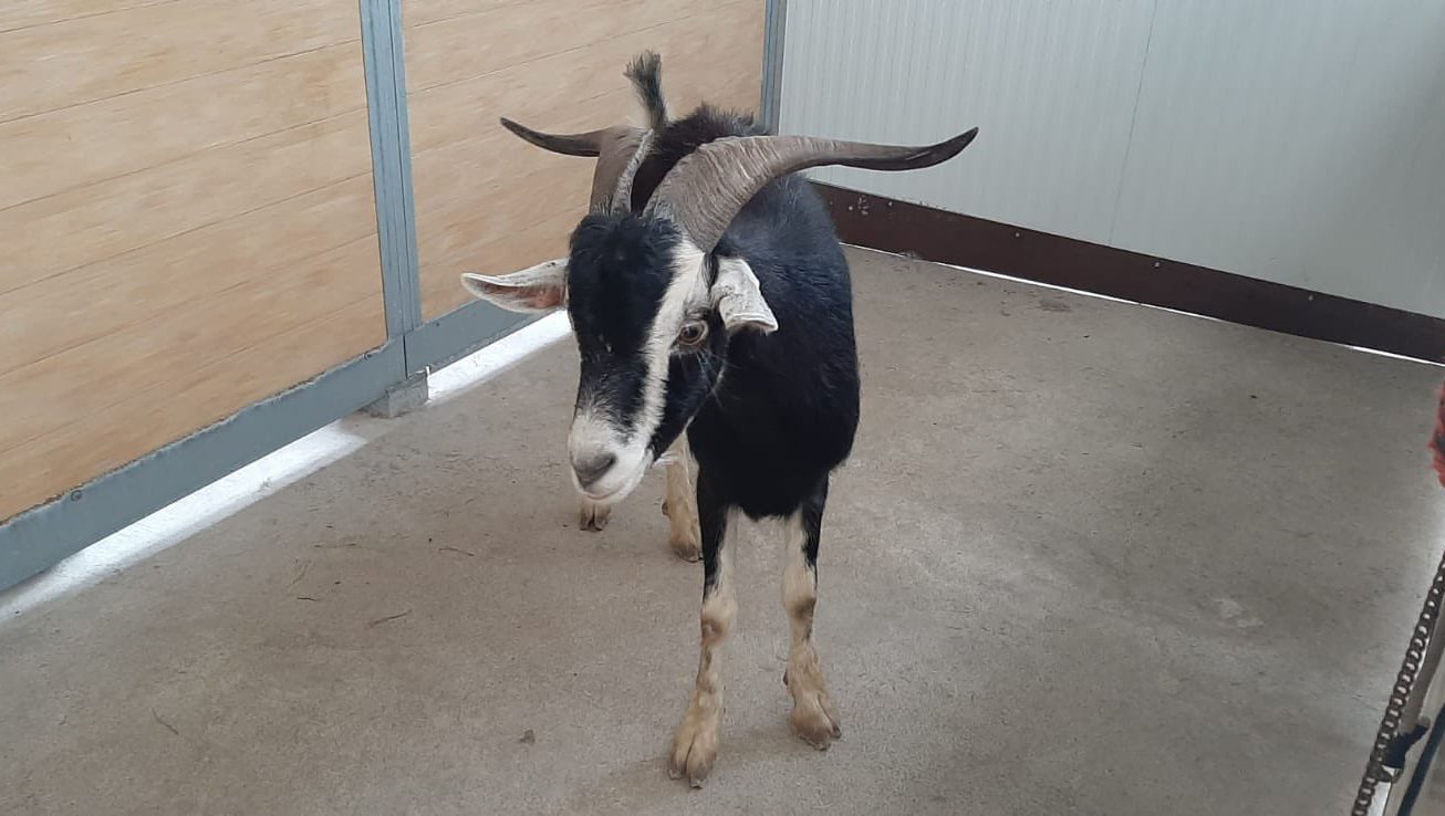 La Policia Local de Vilanova i la Geltrú troba una cabra deambulant per la ronda Ibèrica