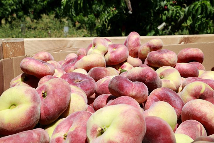 La demarcació de Lleida lidera l’augment de les exportacions catalanes a l’abril