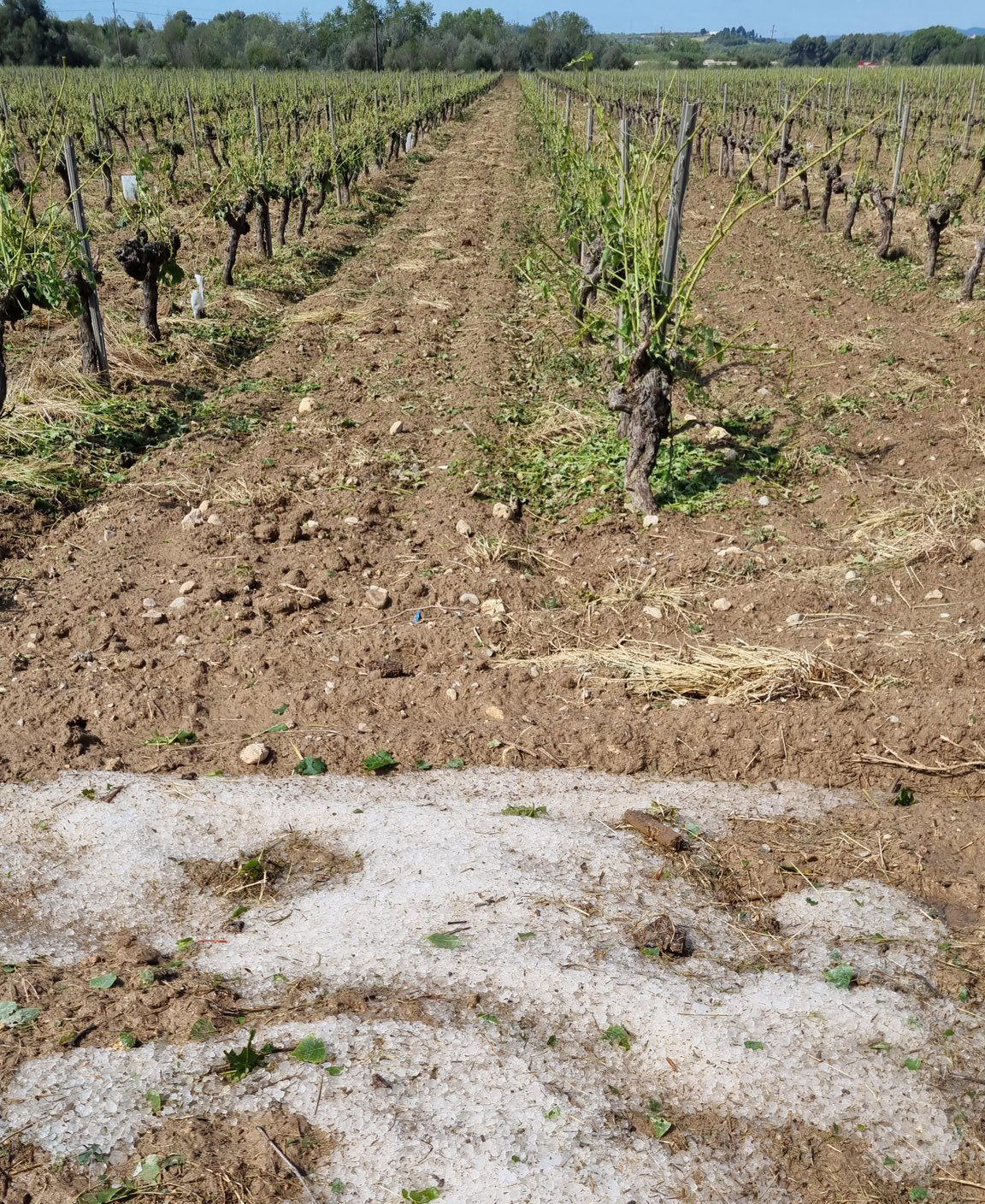 Unió de Pagesos reclama tractar de manera urgent els pins afectats per la pedregada de l’1 de juny a l’Anoia, l’Alt Penedès i el Bages