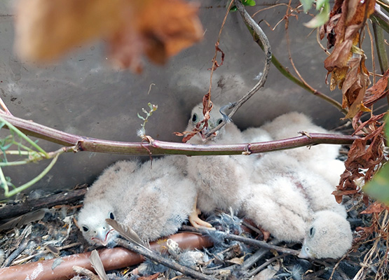 Neixen quatre pollets de Xoriguer al balcó d’un edifici de Vilafranca del Penedès