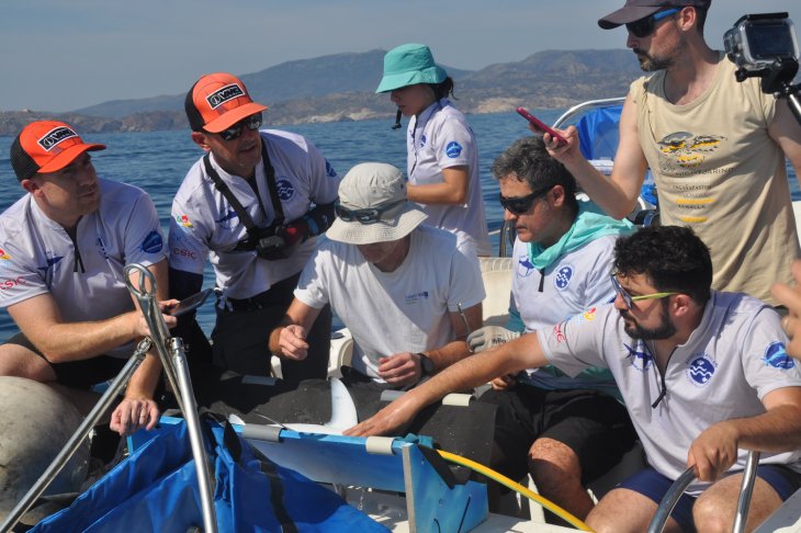 Marquen una tintorera i una escurçana violeta al cap de Creus per fer-ne seguiment i protegir les espècies