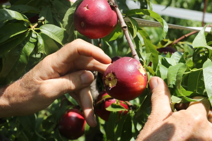 Importants danys en finques de fruita a punt de collir al Segrià per la tempesta de dissabte