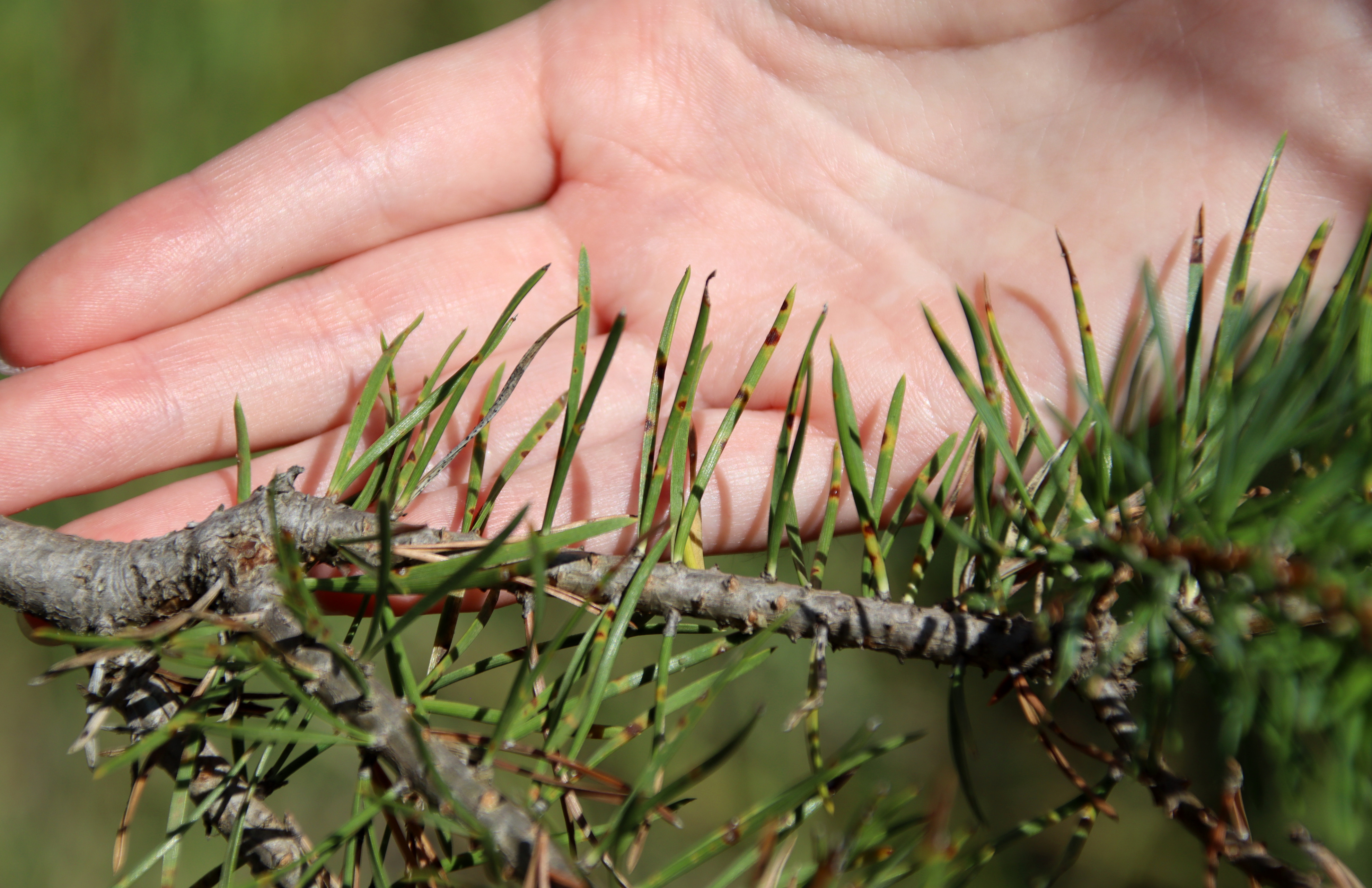 Troben banda marró per primer cop en un bosc del Berguedà, una malaltia que afecta diferents espècies de pins