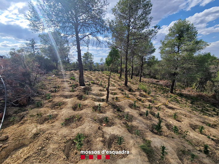 Intervenen 4.000 plantes de marihuana en una zona desforestada prop de Batea