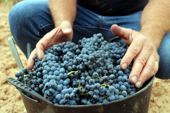 Els vins i caves generen un volum de negoci de més de 3.200 milions d’euros, el doble que el 2016