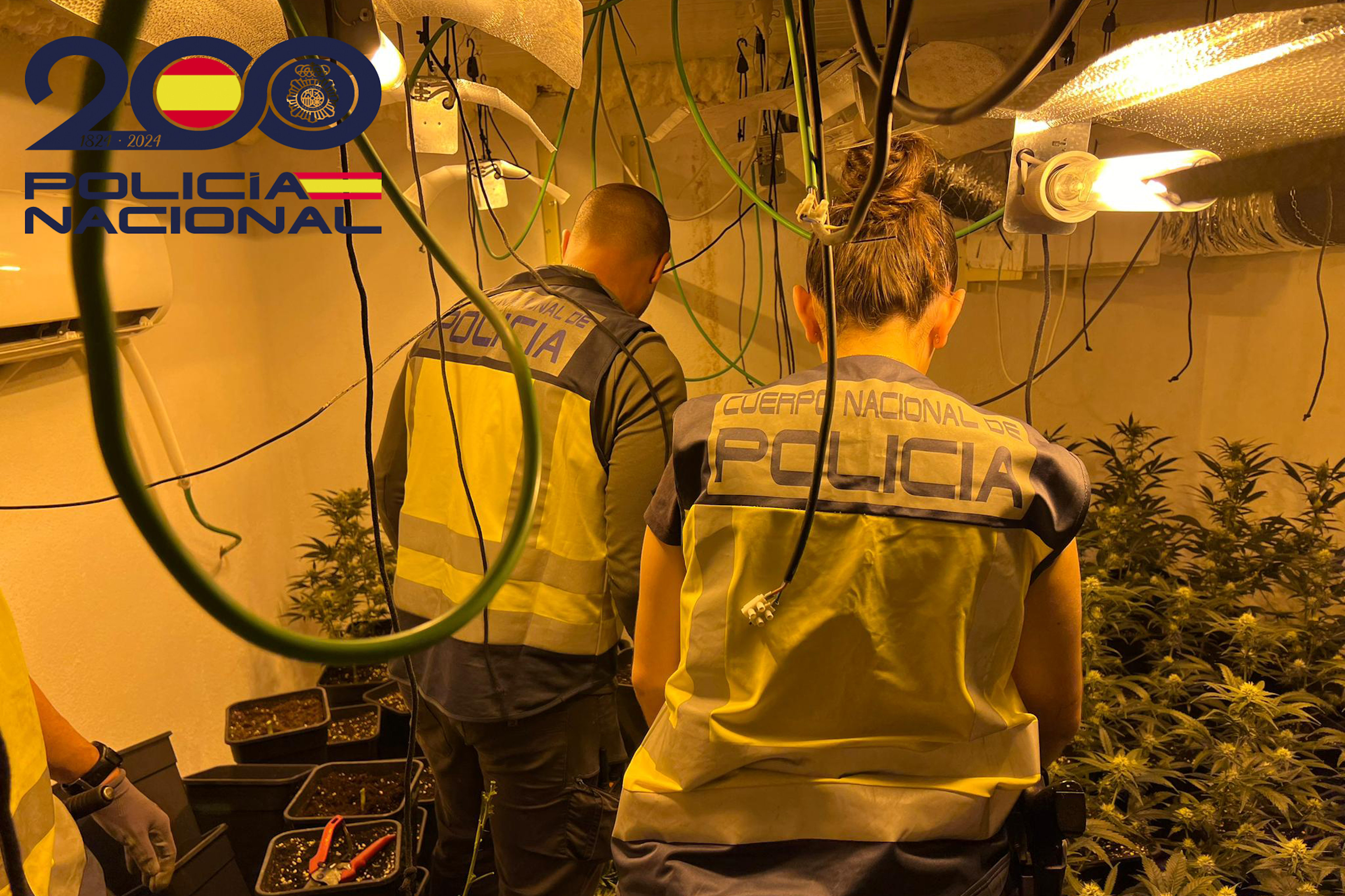 Un detingut per tenir dues plantacions de marihuana a Riudarenes