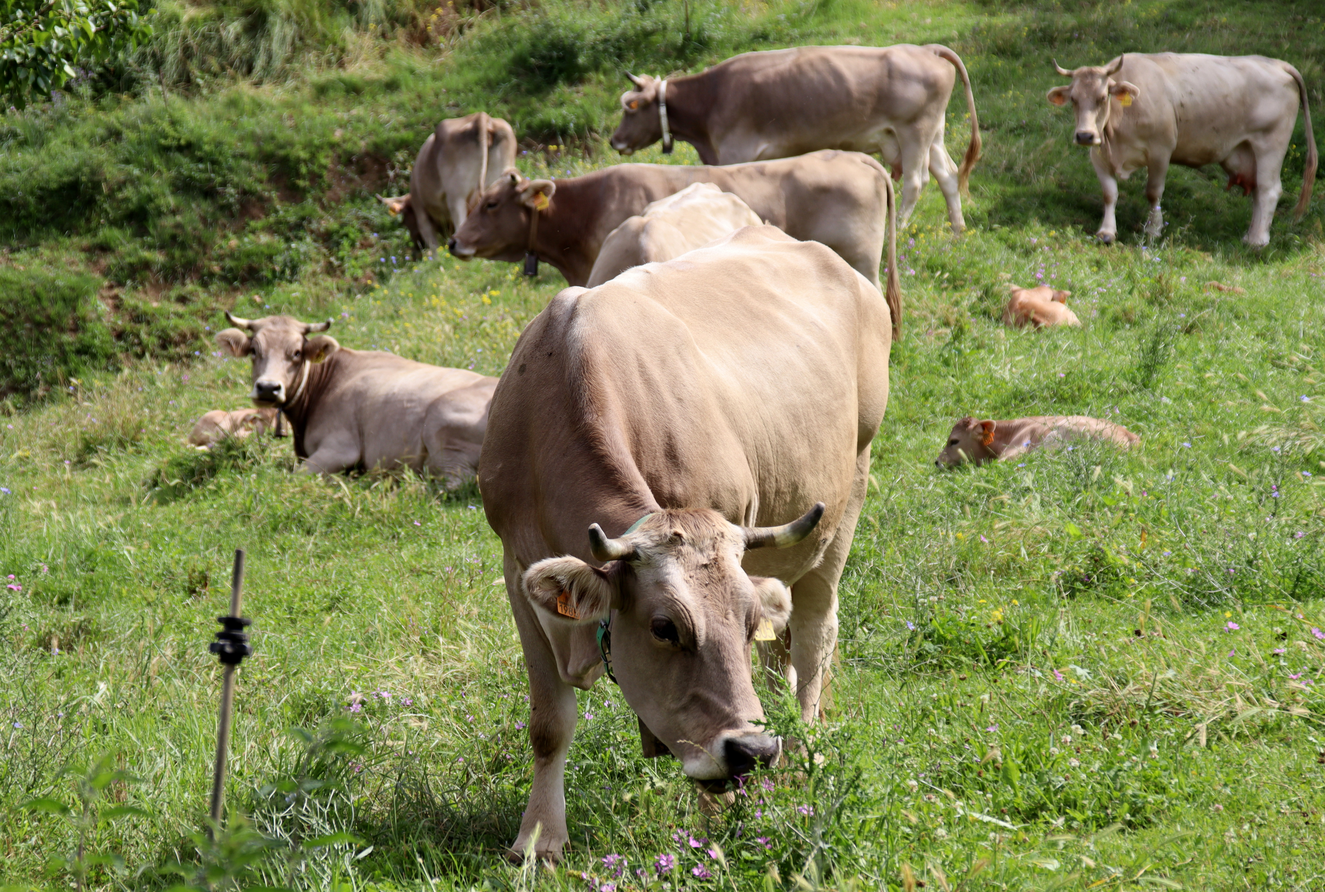 Neix Brunat, el primer formatge elaborat amb llet de vaques de raça Bruna dels Pirineus
