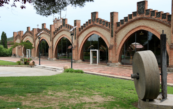 Codorníu manté el ‘plus climàtic’ i pagarà el raïm a 0,80 euros el quilo de mitjana