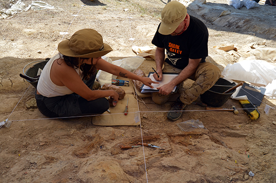 Es presentarà l’esquelet parcial d’un felí molt primitiu, únic al món, a la nova campanya d’excavació al jaciment paleontològic dels Casots