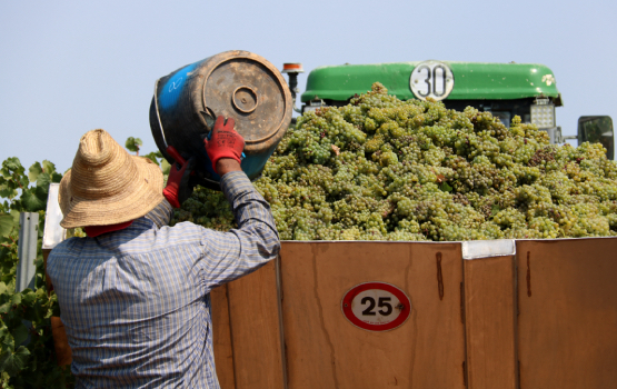 Les pluges de la primavera esperancen la verema a la DO Penedès, a l’aguait de l’afectació pel míldiu