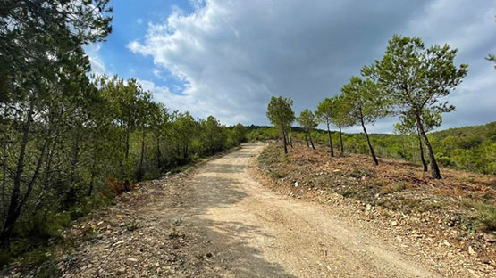 La Diputació de Barcelona protegeix els boscos de Pontons amb actuacions de restauració forestal i millora de camins