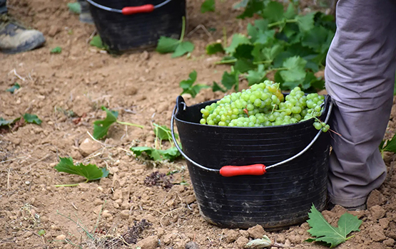 La DO Penedès tanca un verema “d’alta qualitat”, però amb un 16% menys de collita respecte al 2023