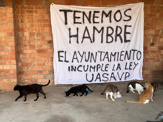 La UASAVP denuncia que els gats de la colònia del Molí d’en Rovira “es moren de gana”