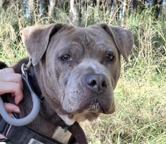 El CAAD denuncia el robatori de tres gossos i sospita que els volen utilitzar per a baralles il·legals