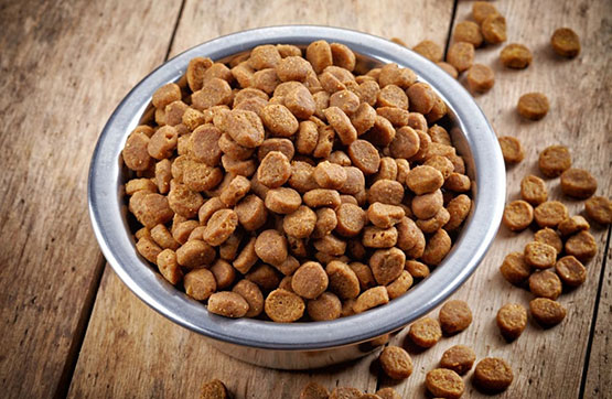 Proteïnes d’insectes: El futur dels pinsos per a gossos