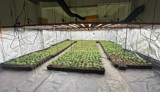 La Policia Local de Sant Sadurní deté un home i troba una gran plantació de marihuana